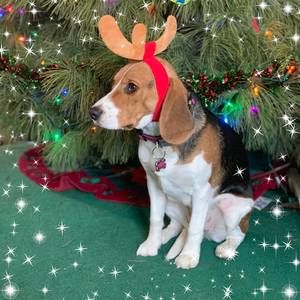 Meet your Posher, Denniel